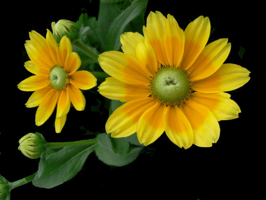 434293 (a): :2400x1800